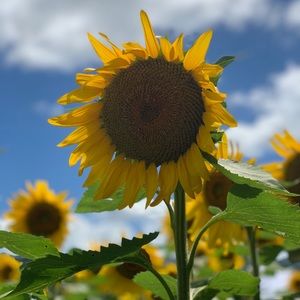 Meet your Posher, Karmic blessings